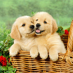 The Golden Retriever